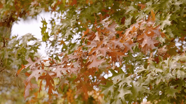 Colorful autumn leaves on a tree branch