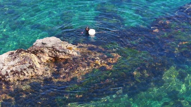 맑은 바다를 탐험하는 잠수부