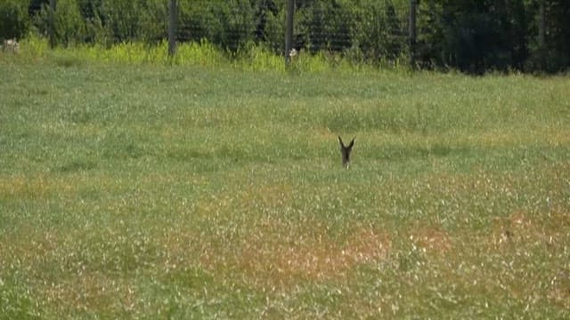 풀밭을 뛰어다니는 캥거루