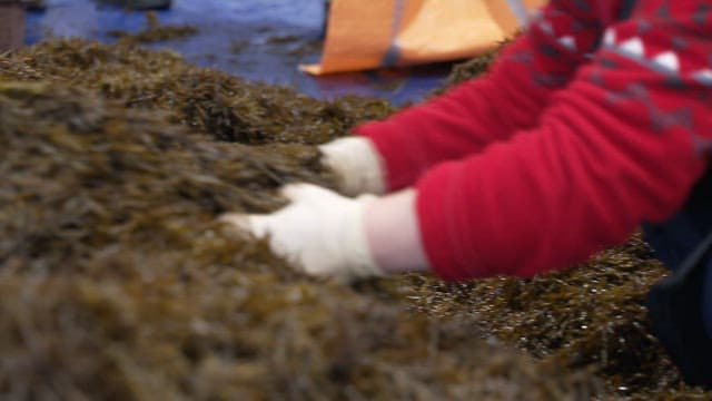 People sorting hijikia indoors with gloved hands