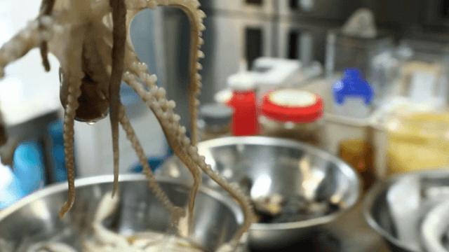 주방에서 준비되는 신선한 낙지