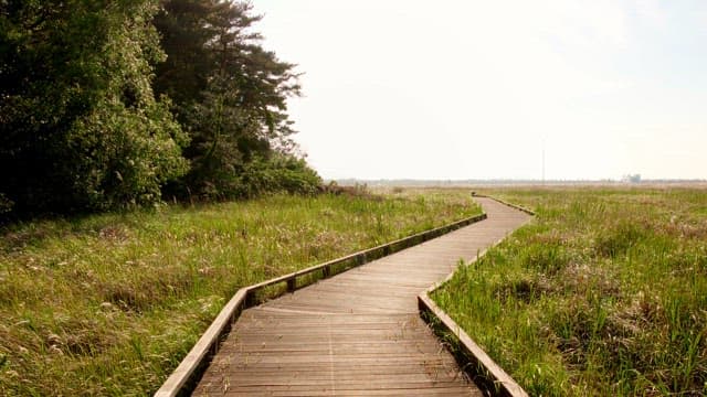 Wooden path through a lush green field