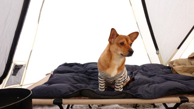 Puppy eating food inside a tent