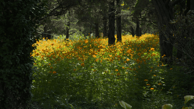 Gorgeous flower garden in forest
