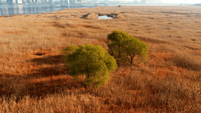 광활한 습지 갈대 들판에 놓인 나무 두 그루