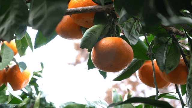 Ripe orange tangerines hanging on tree