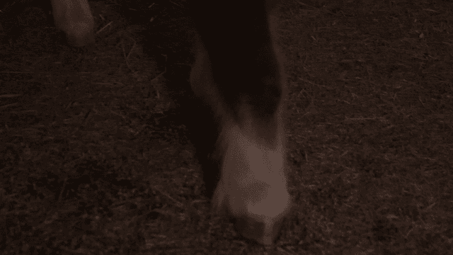 A horse walking on a hay-covered floor