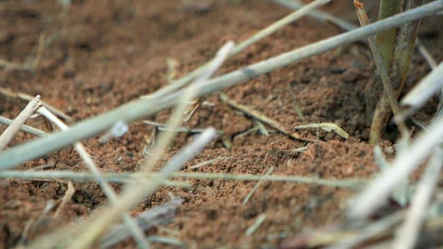 밭에서 자라는 인삼 식물을 수확하는 모습