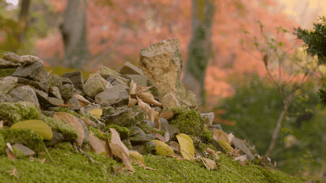 Moss-covered rocks in an autumn forest