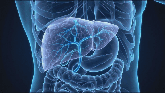 Detailed view of human liver anatomy