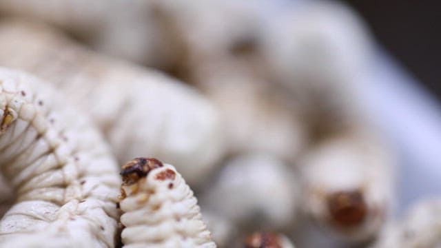 건조되어 식재료로 가공된 굼벵이