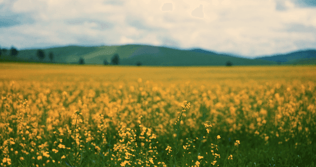 A vast field of yellow flowers under a cloudy sky