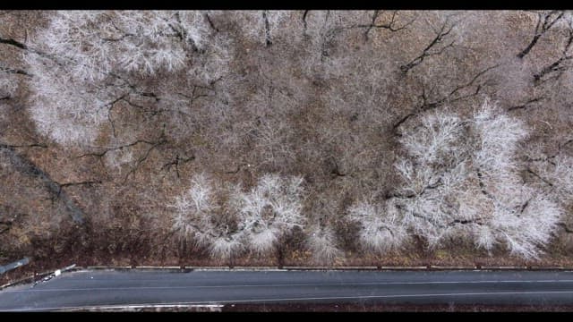 나뭇잎이 없는 겨울 나목으로 가득해 황량한 눈 덮인 숲