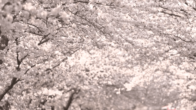 만개한 아름다운 벚꽃