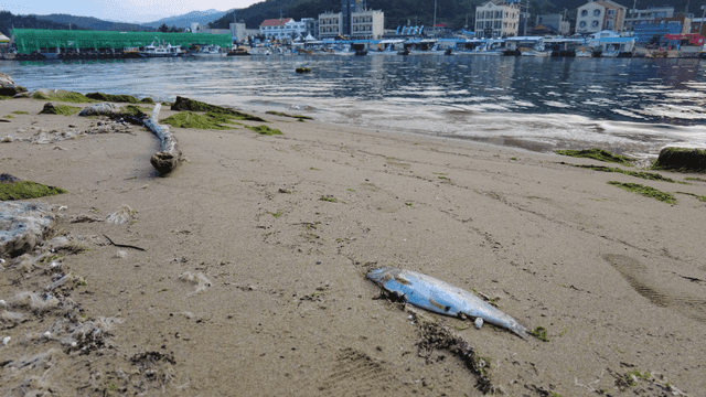 A sandy beach with a dead fish and seaweed
