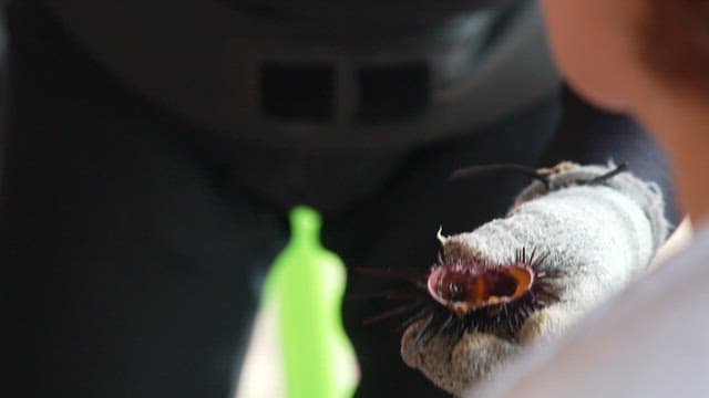 숟가락으로 긁어내는 성게알