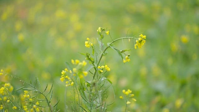 Yellow Rape Flower Field in Spring