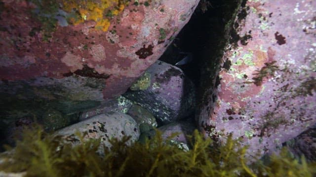 호미로 문어를 잡으려는 사람