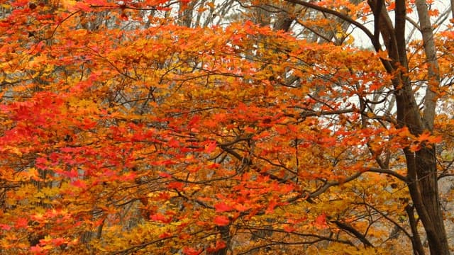 Red Maple Leaves Decorate the Autumn Forest