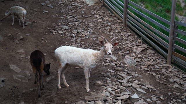 Deer resting in a rocky enclosure