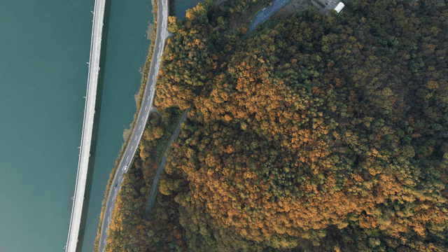 도로와 다리가 있는 숲의 항공 뷰