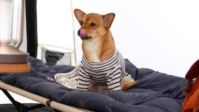 A dog in a striped sweater inside a tent.
