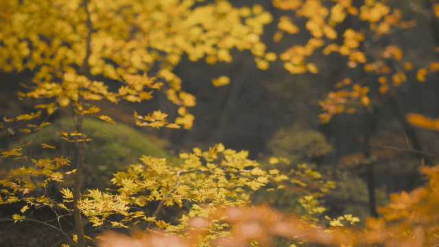 Autumn leaves in a serene forest
