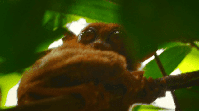 잎 사이로 엿보는 안경원숭이