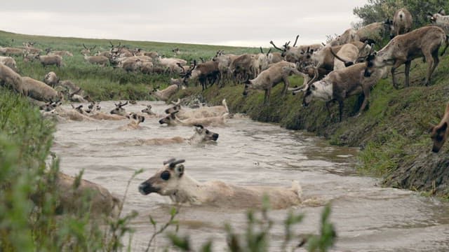 Reindeer Herd Crossing a River