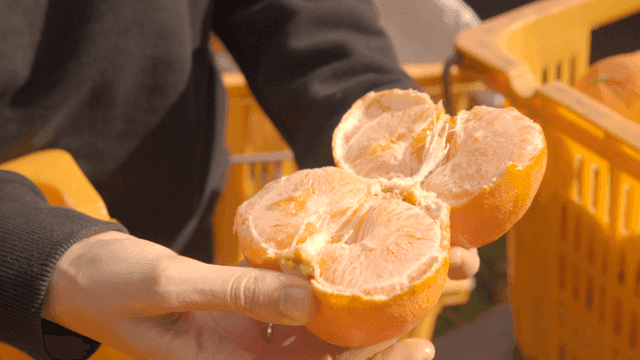 Man cutting sun-drenched tangerine in half