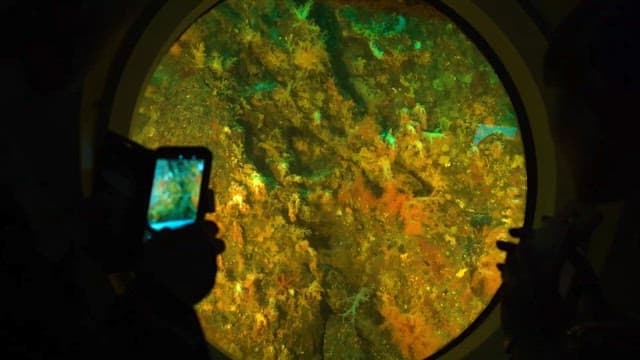 잠수함 창문을 통해 관찰하는 해양 생물