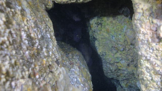 Fish hiding in the rocky underwater crevice