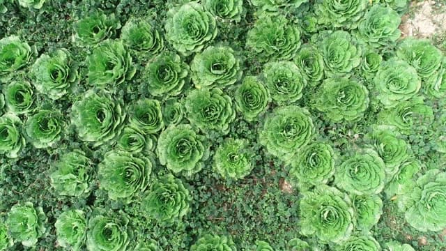 초록이 무성한 광활한 봄동 배추밭