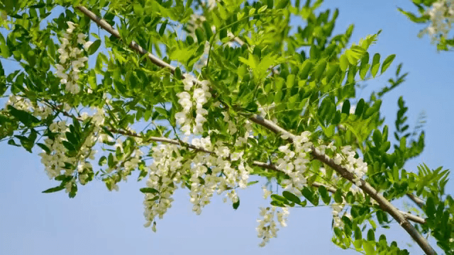 나뭇가지에 피어난 하얀 꽃들