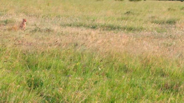 광활한 풀밭에서 걸어내려오는 치타