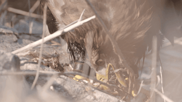 Eagle feeding on prey among branches