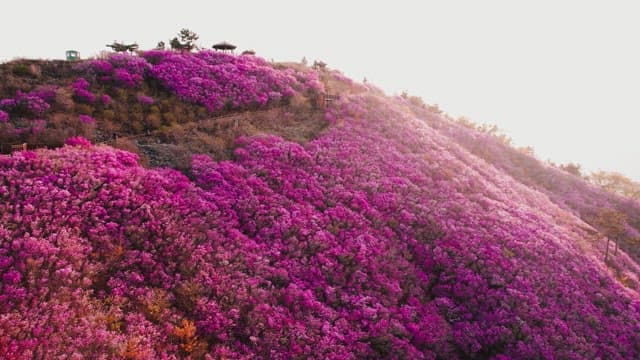 Cheonjusan Mountain with Blooming Pink Azalea Flowers