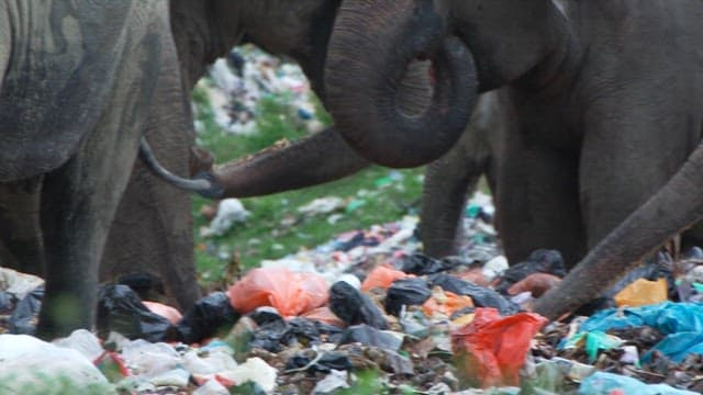 Elephant foraging in an urban garbage dump