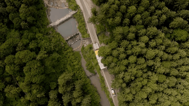 울창한 숲 속 도로를 가로지르는 차량