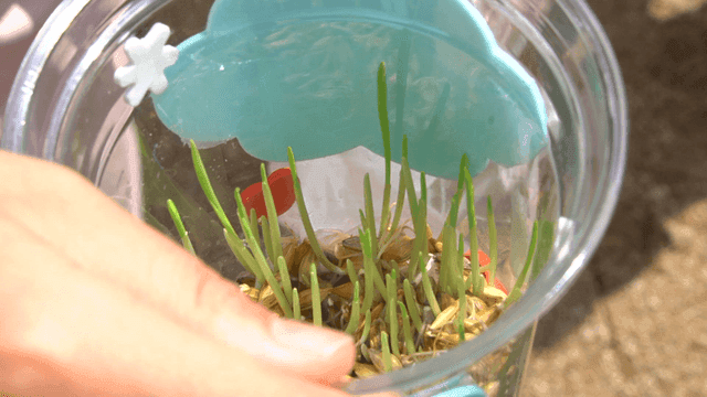 플라스틱 컵에서 자라는 새싹보리