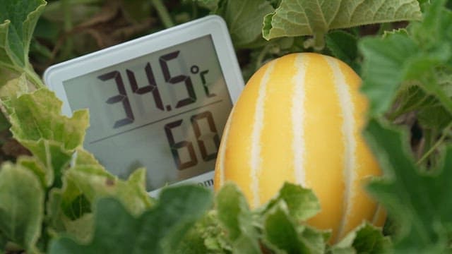 Korean Melon with a Thermometer at 34.5°C in a Garden