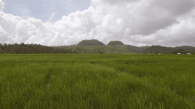 구름 낀 하늘 아래 푸른 논
