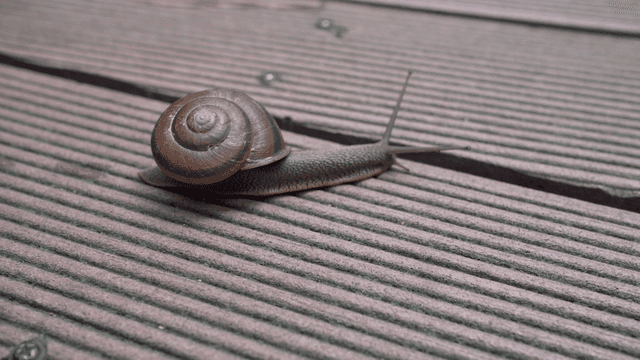 Snail crawling on a wooden deck
