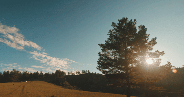 햇살이 비치는 초원의 나무