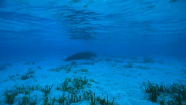 Marine Life in the Ocean