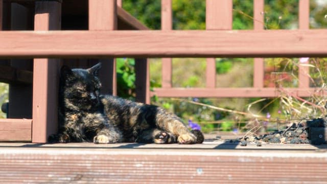 Cat sitting on a wooden deck in a sunny garden