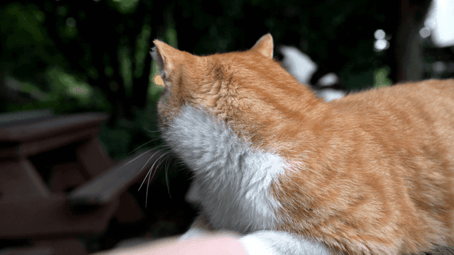 Back of resting yellow cat's head