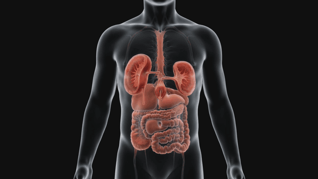 Human anatomy showing internal organs