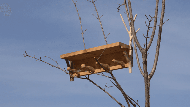 맑은 하늘 아래 겨울 나뭇가지 위의 나무 선반