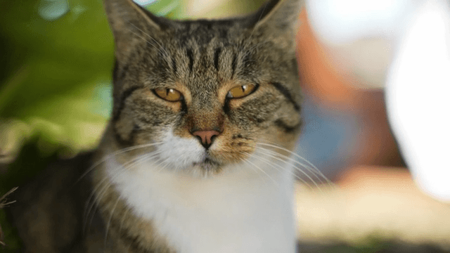 Cat resting in shade